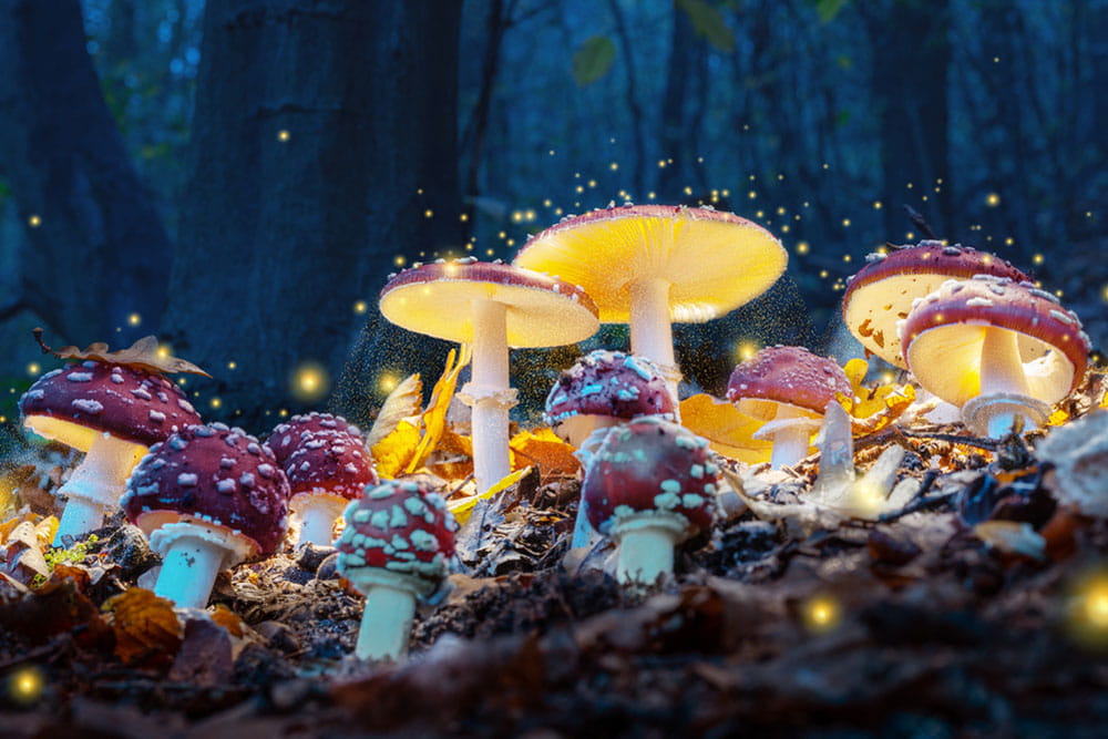 Magic Mushrooms Banner