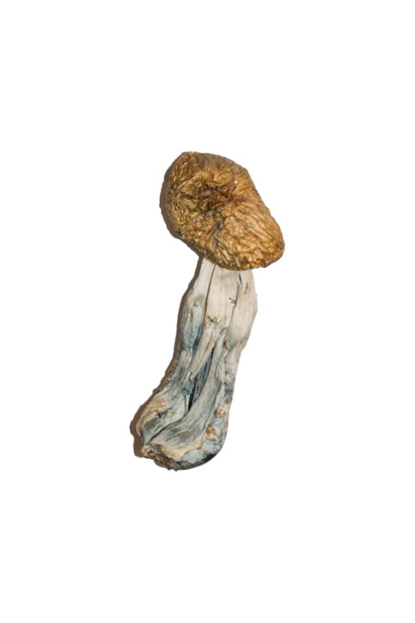 Big Mex Magic Mushrooms 1