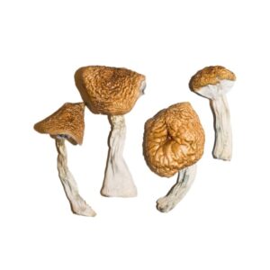 Burmese Magic Mushrooms 1 683x1024 1