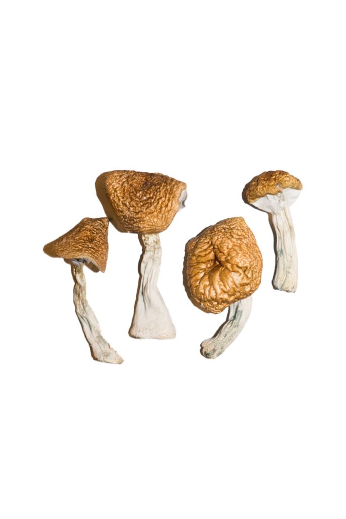 Burmese Magic Mushrooms 1 683x1024 1