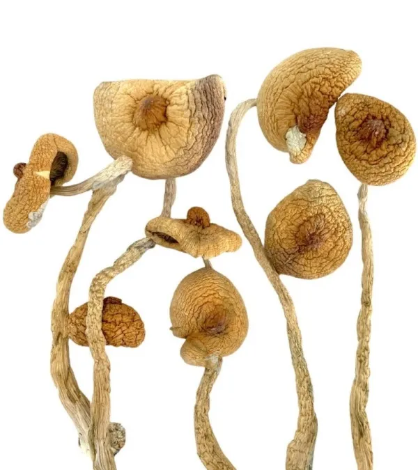Buy golden teacher magic mushrooms