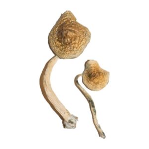 Cuban Magic Mushrooms 1