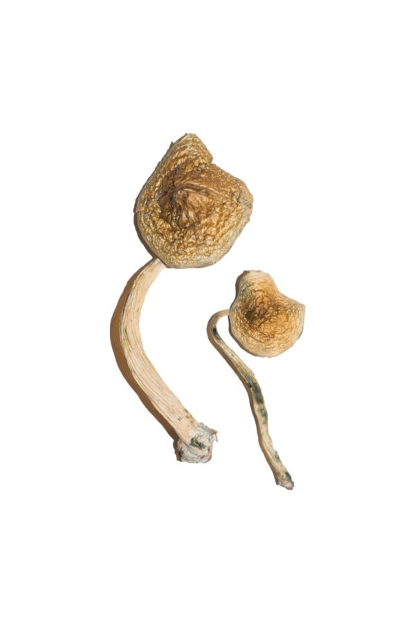 Cuban Magic Mushrooms 1