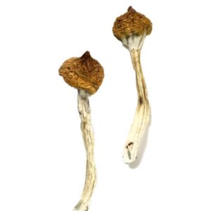 Dancing Tiger Magic Mushrooms 1