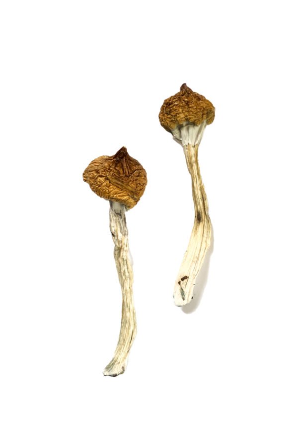 Dancing Tiger Magic Mushrooms 1
