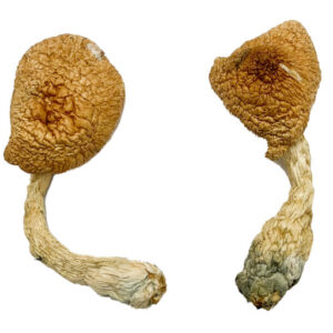 Entheogen Explosion Magic Mushrooms 1