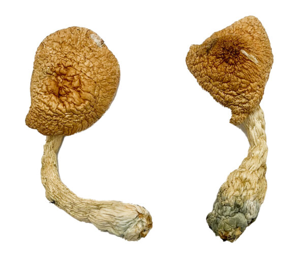 Entheogen Explosion Magic Mushrooms 1