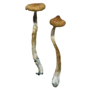 Escondido Magic Mushrooms 1