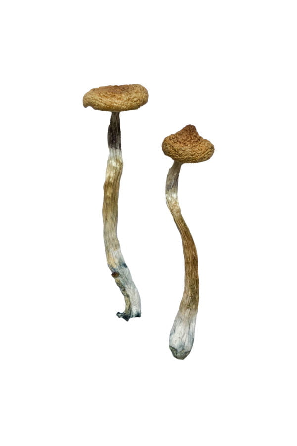 Escondido Magic Mushrooms 1