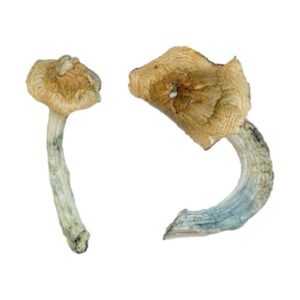 Gold Member Magic Mushrooms 1