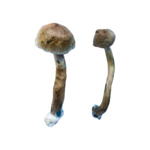 Golden Teacher Special Magic Mushrooms 1