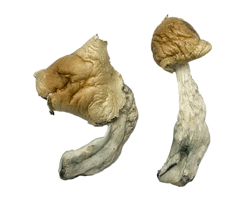 Gorlin Magic Mushrooms 1 1024x840 1