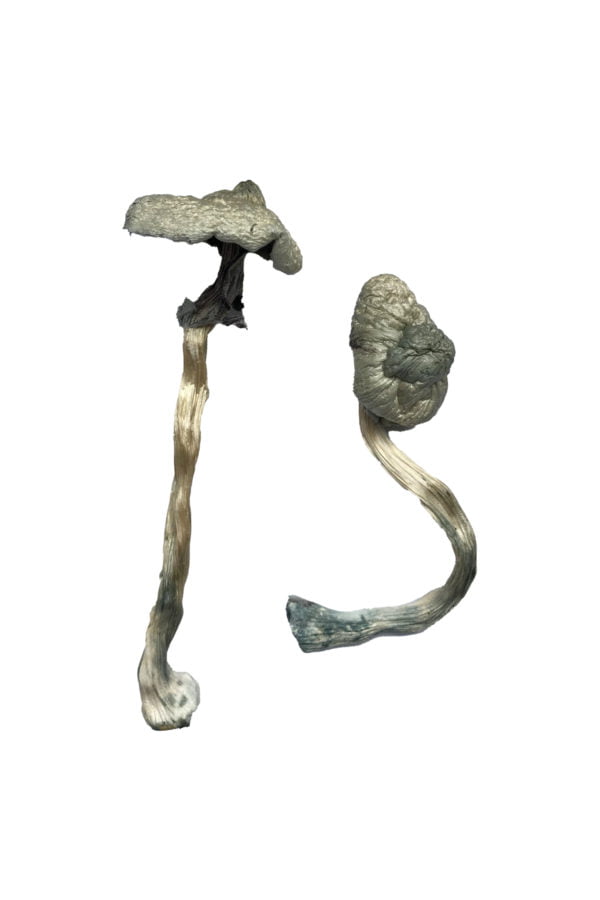 Great White Monster Magic Mushrooms 1