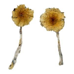 Guadalajara Mexico Magic Mushrooms 1