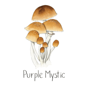Purple Mystic 1 600x600 1