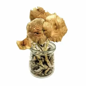 Buy African Transkei Magic Mushrooms online