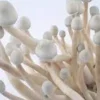 Albino A+ Cubensis Mushrooms
