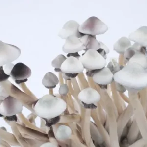 Albino A+ Cubensis Mushrooms