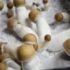 Buy Penis Envy Mushroom online