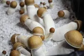 Buy Penis Envy Mushroom online