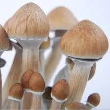 Cambodian Cubensis