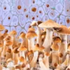 GOLDEN TEACHER MAGIC MUSHROOMS