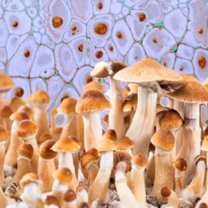 GOLDEN TEACHER MAGIC MUSHROOMS