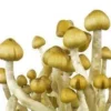 Mazatapec Mushroom Spores