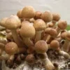 Psilocybe Cubensis B+ Mushroom
