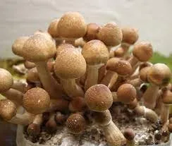 Psilocybe Cubensis B+ Mushroom