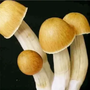 Psilocybe Cubensis B+ Mushroom