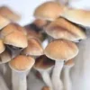 Psilocybe Cubensis McKennaii