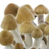 Ecuador cubensis mushroom