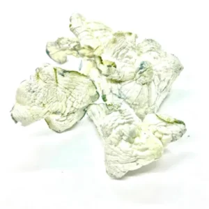 White Avery Albino